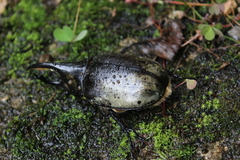 Dynastes moroni