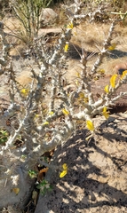 Pachypodium saundersii image