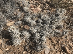 Grusonia clavata