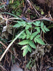 Angelica triquinata