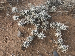 Grusonia clavata
