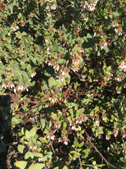 Arctostaphylos pajaroensis