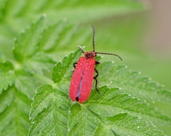 Lopheros rubens