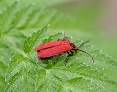 Lopheros rubens