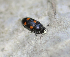 Glischrochilus hortensis