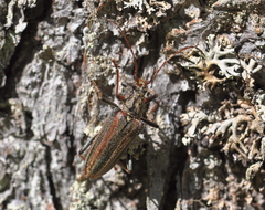 Oxymirus cursor