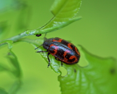 Chrysomela lapponica