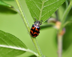Chrysomela lapponica