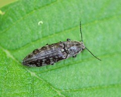 Actenicerus siaelandicus