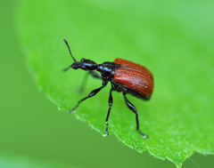 Apoderus coryli