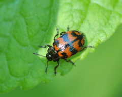 Chrysomela lapponica