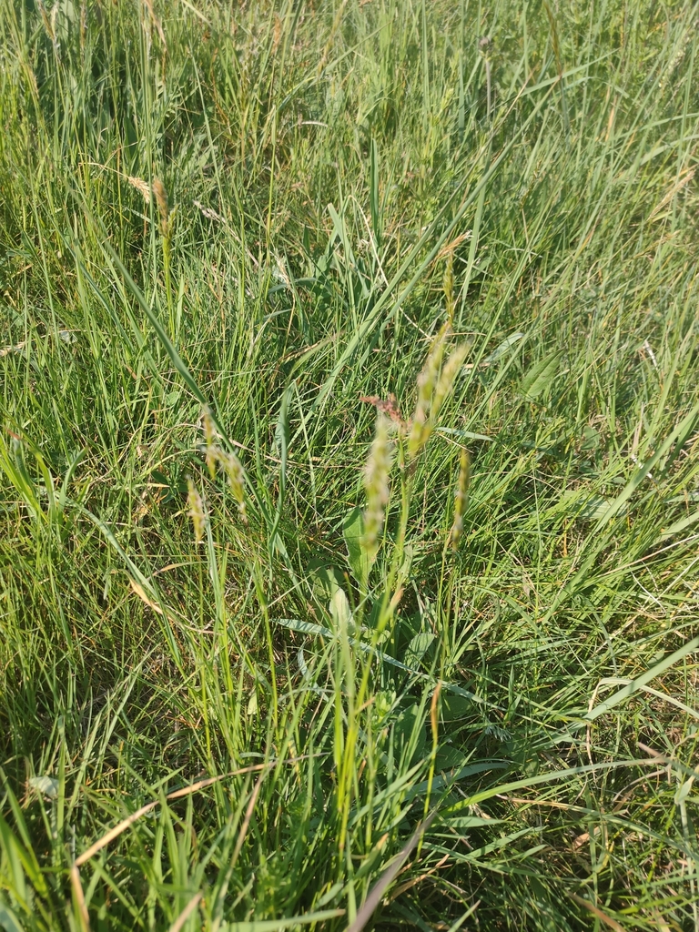 sweet-vernal-grass-plants-wild-latitudes-iceland-tour