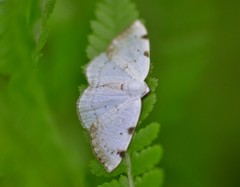 Lomographa bimaculata