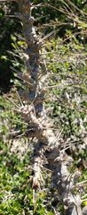 Pachypodium saundersii image