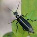 Burning Blister Beetles - Photo (c) Mary Keim, some rights reserved (CC BY-NC-SA)