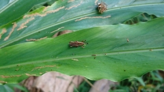 Sphenocorynes kosempoensis