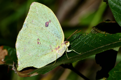 Phoebis neocypris virgo