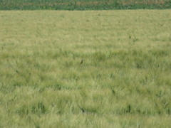 Motacilla flava iberiae