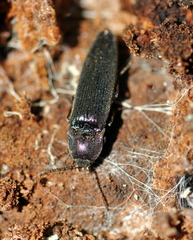 Melanotus castanipes