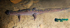 Paradactylodon persicus