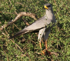 Melierax poliopterus