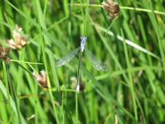 Lestes macrostigma