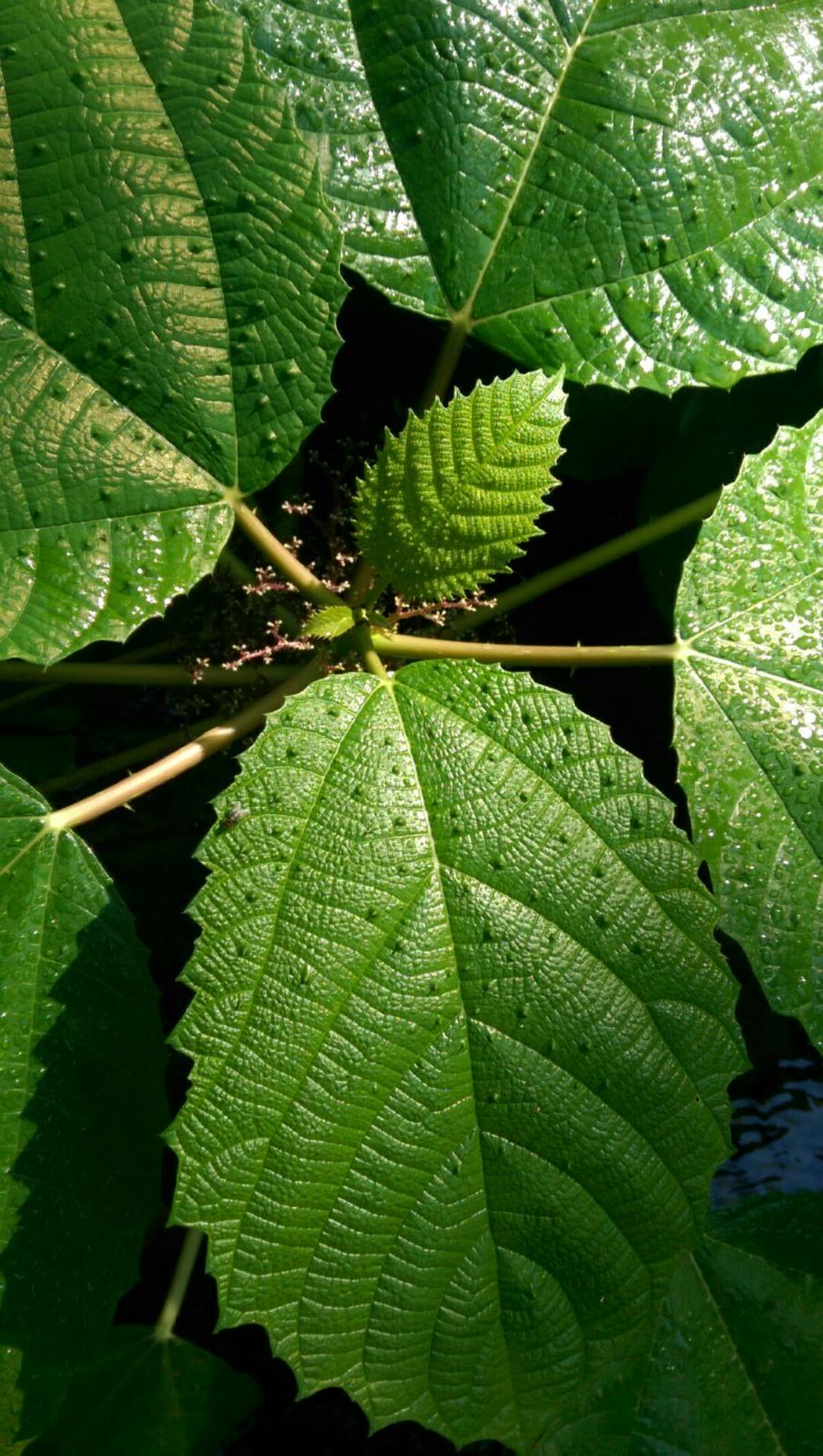 Urera baccifera