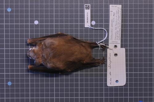 Pohle's Fruit Bat
