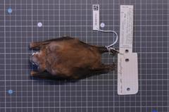 Pohle's Fruit Bat photo 2