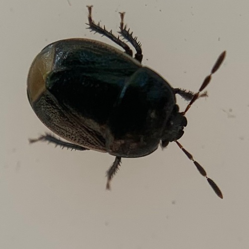 Bordered Shieldbug, Amsterdam, Oude Haagseweg, photo 8 of 10