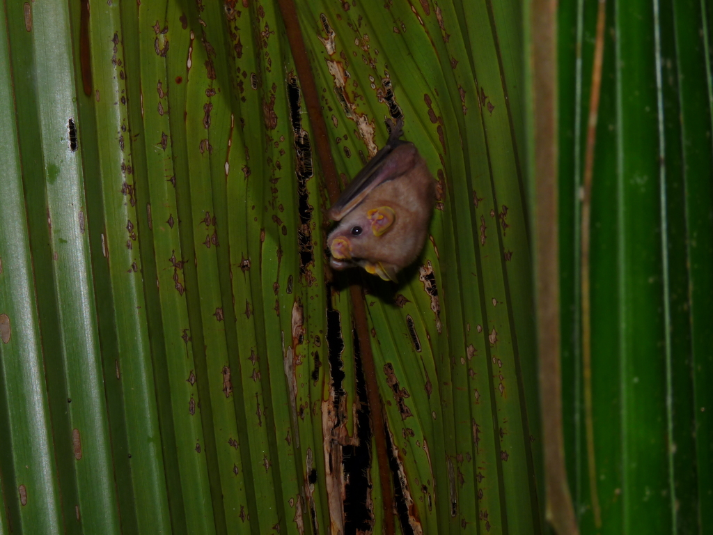 MacConnell's Bat
