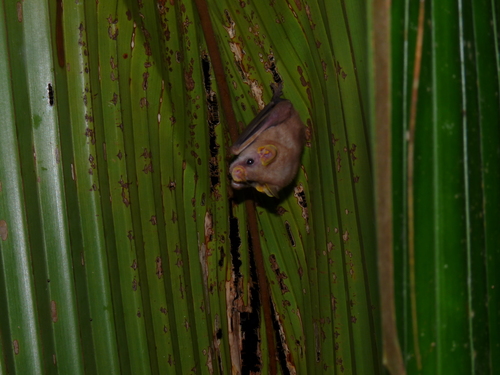 Mesophylla macconnelli