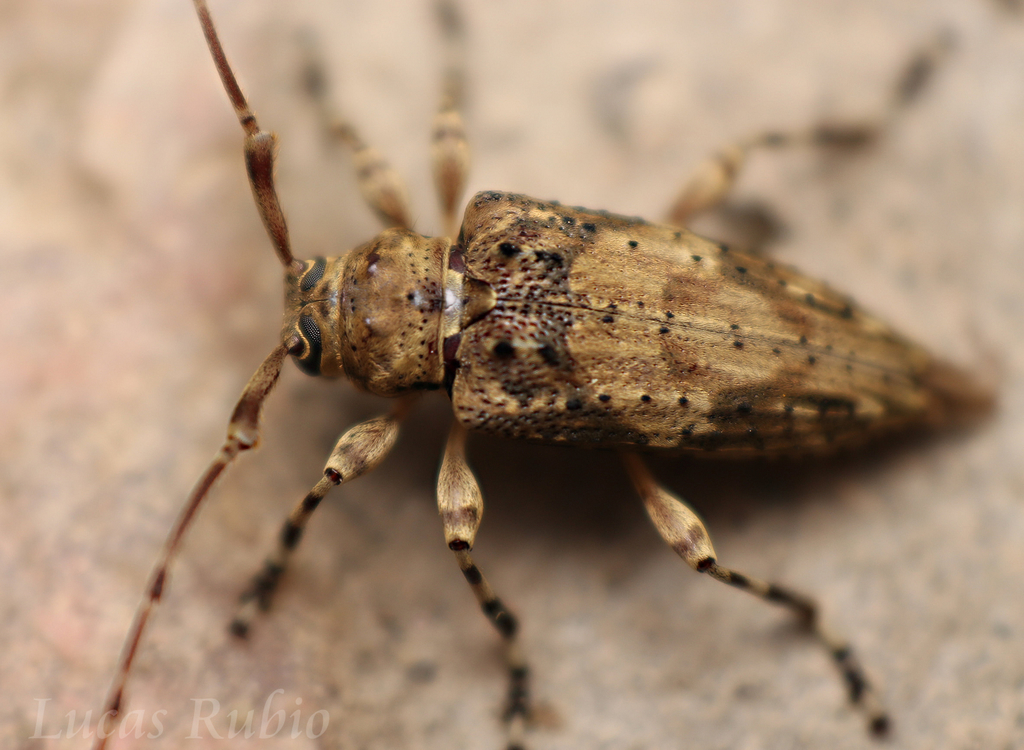 Nealcidion bicristatum