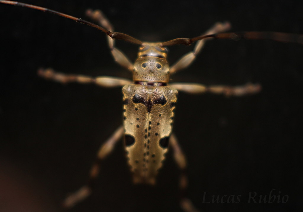 Nealcidion simillimum