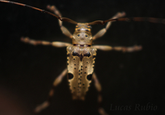 Nealcidion simillimum