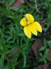 Monopsis stellarioides