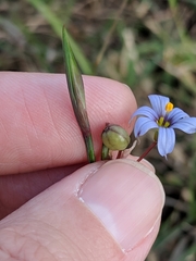 Sisyrinchium biforme