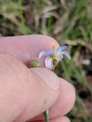 Sisyrinchium biforme