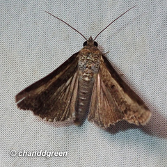 Lophoptera squammigera