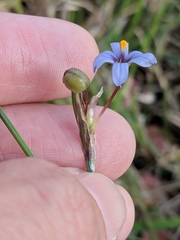 Sisyrinchium biforme