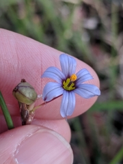Sisyrinchium biforme