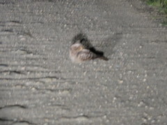 Caprimulgus ruficollis