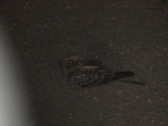 Caprimulgus ruficollis
