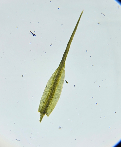 Image of Flexitrichum flexicaule by (c) Helen Waterman, some rights reserved (CC BY)