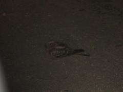 Caprimulgus ruficollis