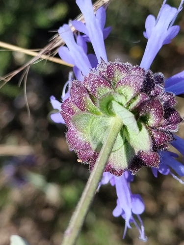 Image of Salvia clevelandii by no rights reserved