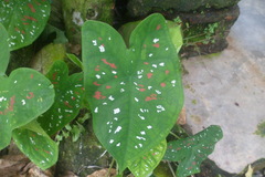 Caladium bicolor
