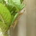 Taiwan Giant Grass Mantis - Photo (c) 王藤, some rights reserved (CC BY-NC), uploaded by 王藤