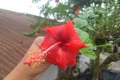 Hibiscus rosa-sinensis