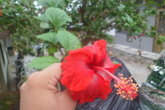 Hibiscus rosa-sinensis
